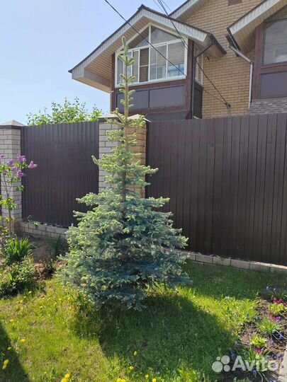 Ель голубая крупномер