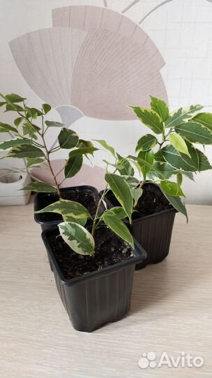 Комнатные цветы