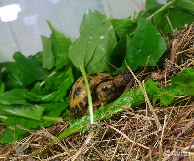 Черепаха сухопутная