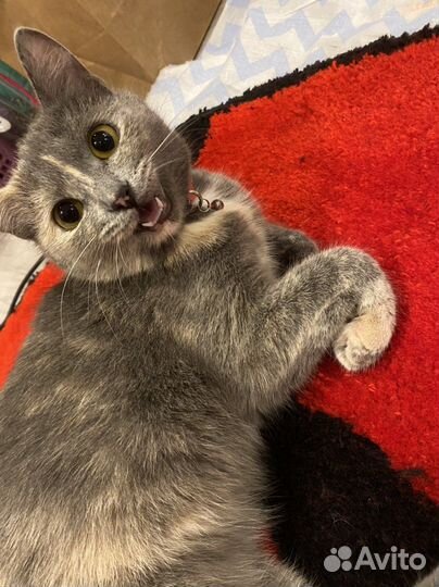 Ковер ручной работы тафтинг на заказ