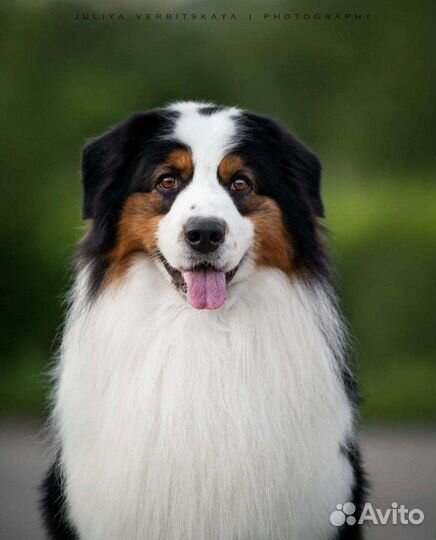 Кобель Австралийской Овчарки, для вязки