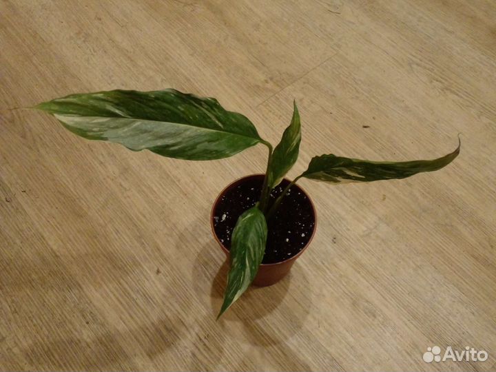 Спатифиллум вариегатный