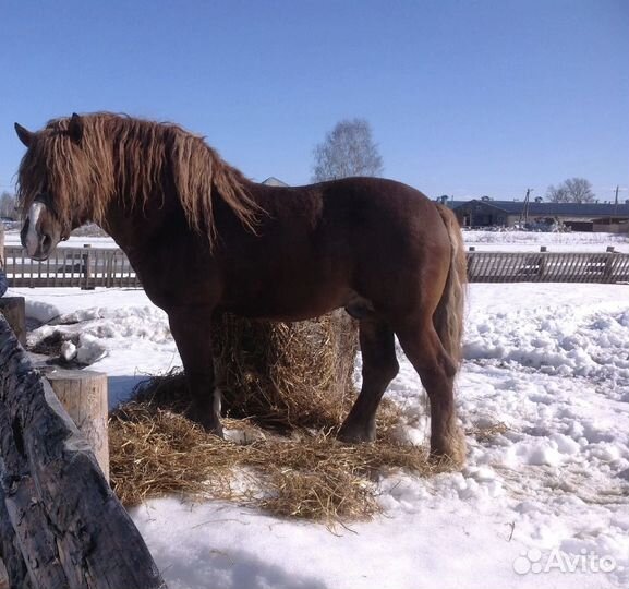 Тяжеловозный жеребец