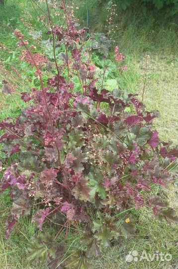 Гейхера гибридная Принц