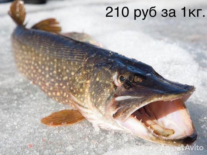 Рыба Семга Форель Кижуч Кета Мойва Скумбрия Щука