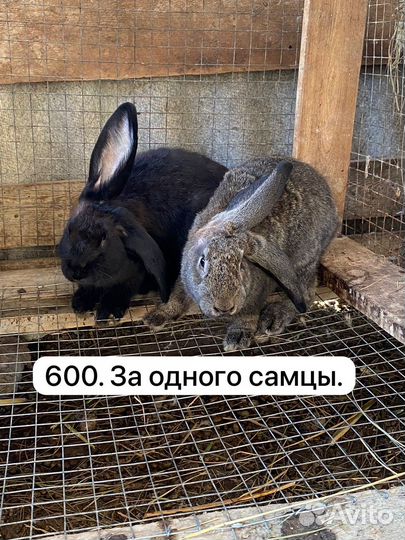Кролики