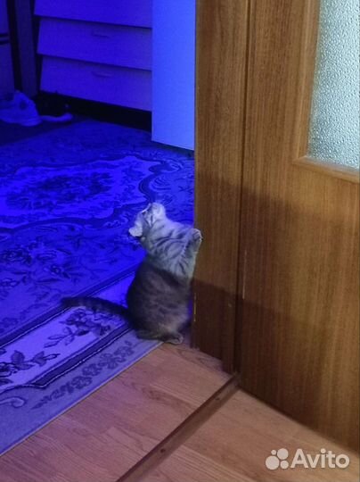 Британская кошка бесплатно