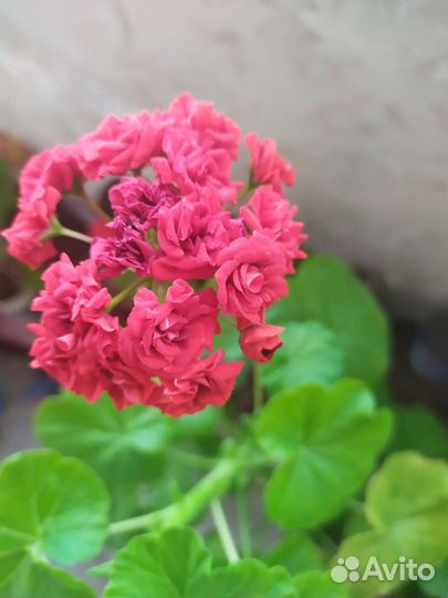 Пеларгония герань