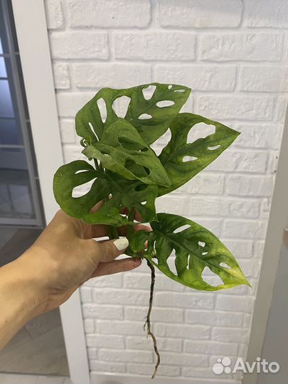 Монстера манки маск