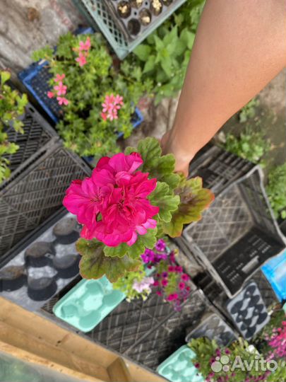 Пеларгония герань