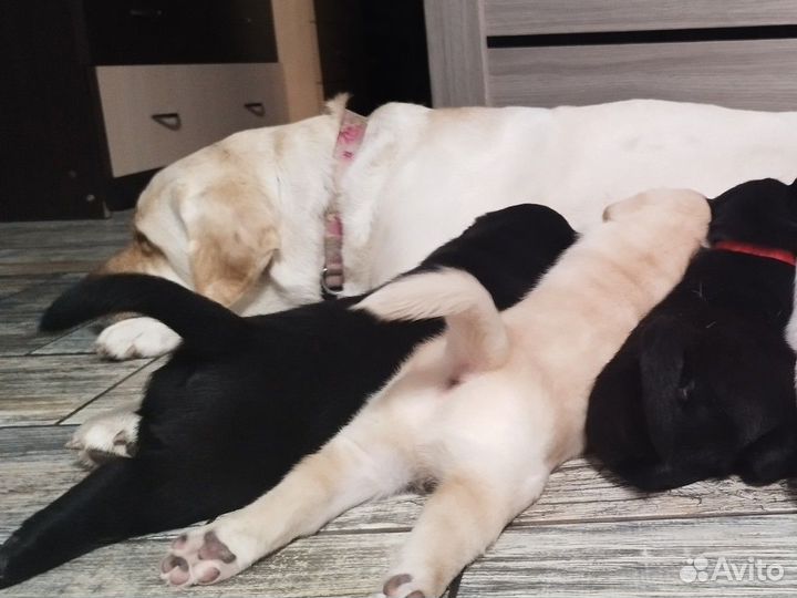 Щенки лабрадора