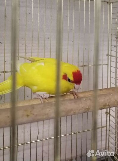 Попугай какарик