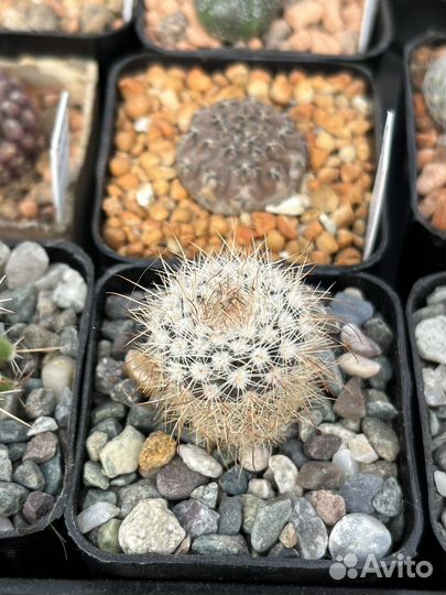 Кактус Ферокактус, Нотокактус и другие