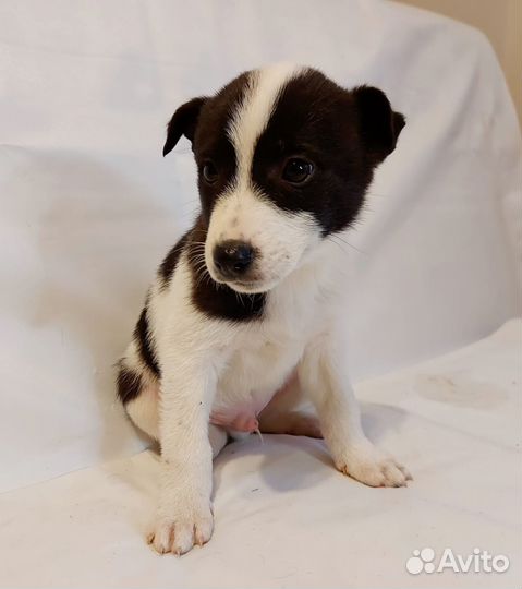 Отдам щенков в добрые руки