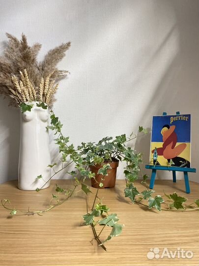 Плющ хедера