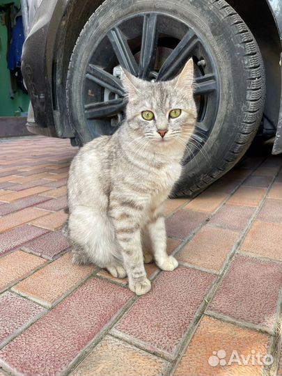 Кошка и котята в беде