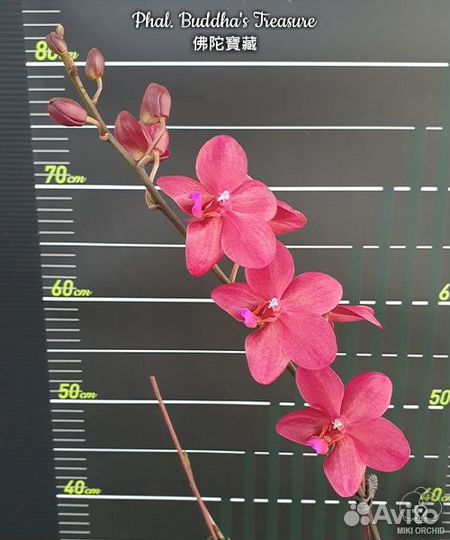 Орхидея Phal. Buddha's Treasure