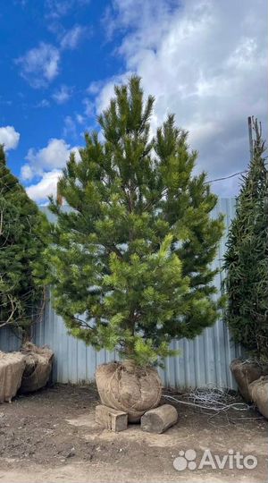 Сосна обыкновенная