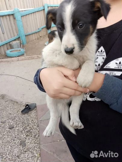 Щенок в добрые руки, М. Кузн