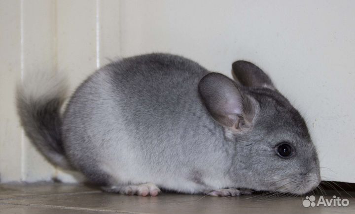 Шиншилла Обычная