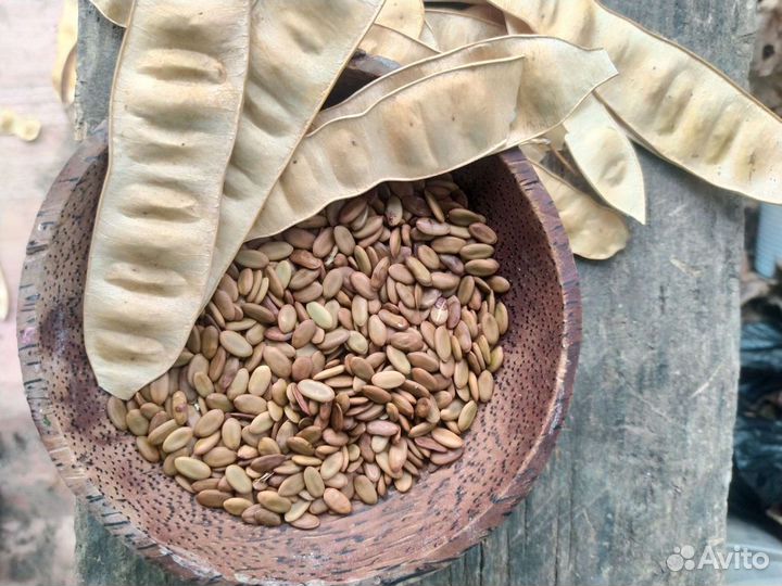 Альбиция Ленкоранская акация саженцы семена