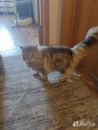Отдам в добрые руки
