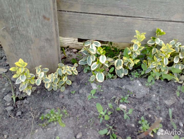 Рябинник, бересклет, бирючина, сумах и др