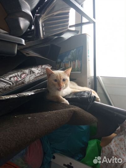 Отдам бесплатно