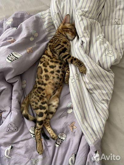 Бенгальский котенок мальчик