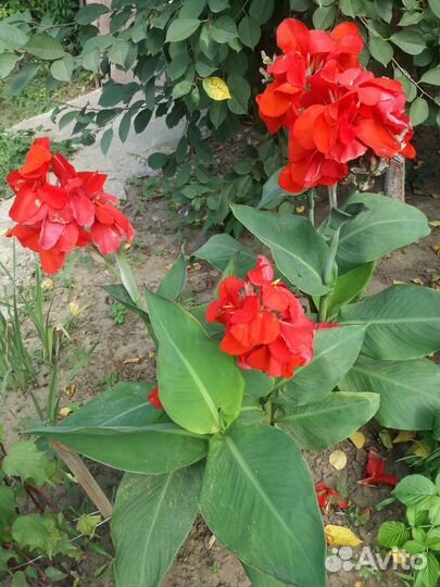 Клубни Канны