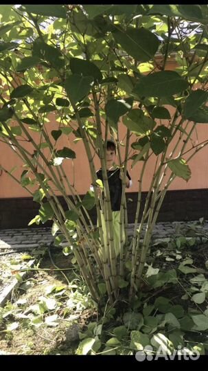 Садовый многолетник