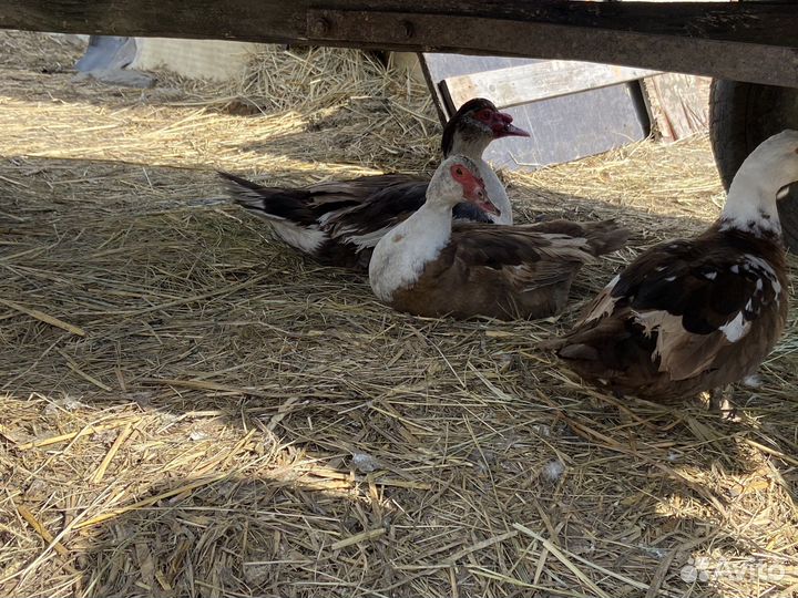 Яйца утиные инкубатор