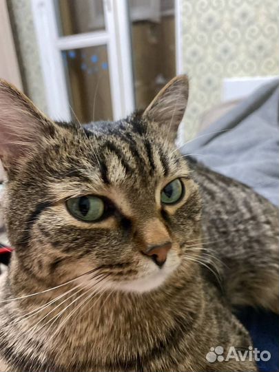 Отдам кота в добрые руки