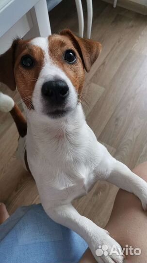 Джек рассел вязка