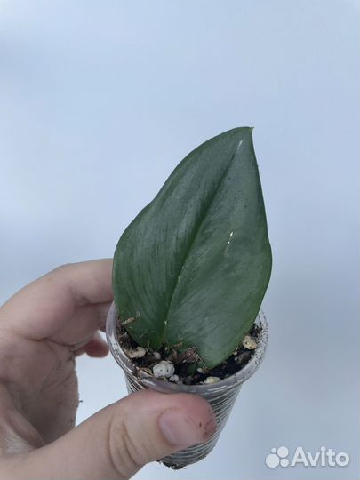 Сциндапсус мунлайт