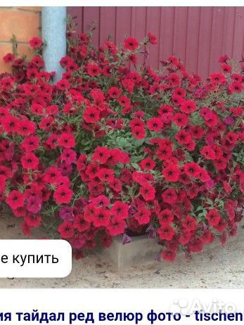 Петуния