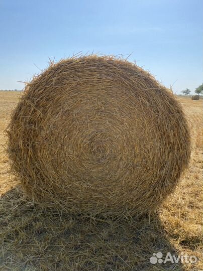 Солома в тюках ячменная