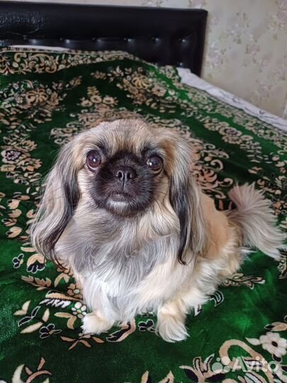 Вязка пекинес
