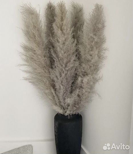 Пампасная трава