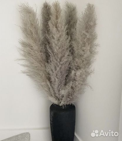 Пампасная трава