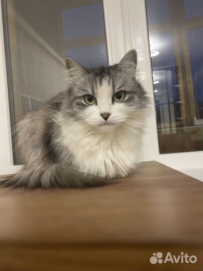 Кошка в добрые руки