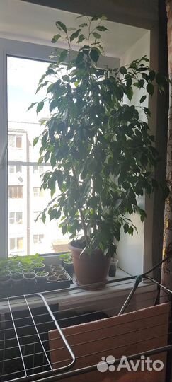 Фикус бенджамина