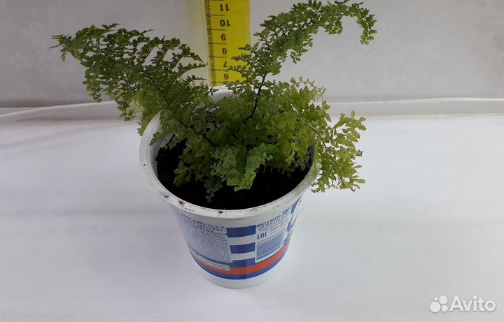 Нефролепис Marisa и Нефролепис Fluffy Ruffle