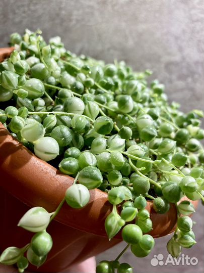 Крестовник роули вариегатный