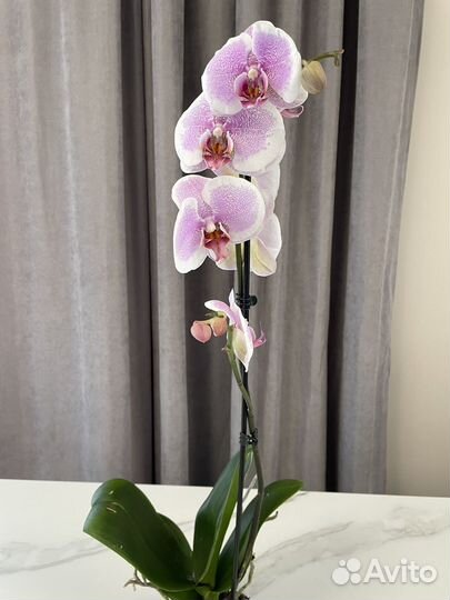 Орхидея фаленопсис доставка бесплатно