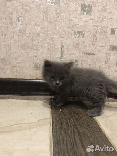 Котенок британский