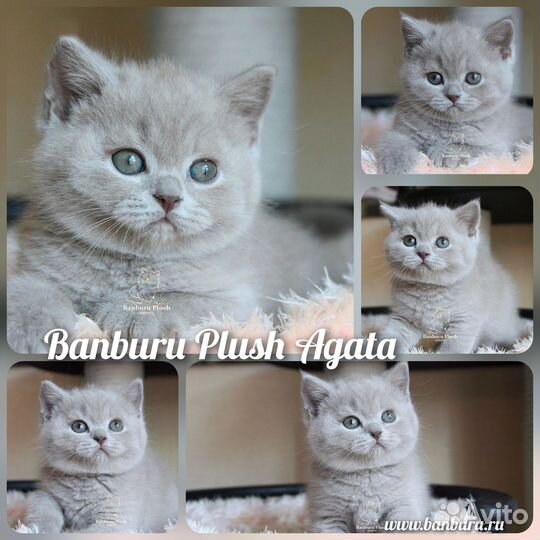 Лиловые Британцы