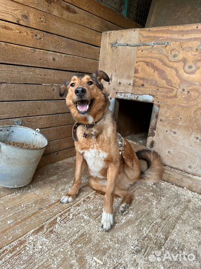 Собаке очень нужно в семью