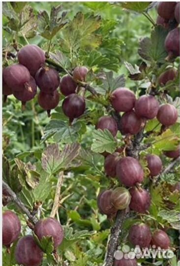 Саженцы крыжовника красного, зелёного, Йошта