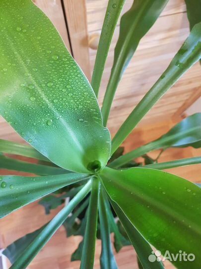 Пальма драцена душистая